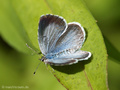 Faulbaumbläuling (Celastrina agriolus), Weibchen - DE (HH)