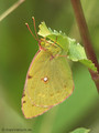 Weißklee- / Hufeisenklee-Gelbling (Artkomplex Colias-hyale-alfacariensis) - DE (HH)