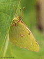 Weißklee- / Hufeisenklee-Gelbling (Artkomplex Colias-hyale-alfacariensis) - DE (HH)
