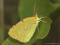 Weißklee- / Hufeisenklee-Gelbling (Artkomplex Colias-hyale-alfacariensis) - DE (HH)
