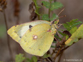 Weißklee- / Hufeisenklee-Gelbling (Artkomplex Colias-hyale-alfacariensis), Weibchen - DE (NI)