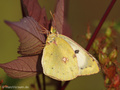 Weißklee- / Hufeisenklee-Gelbling (Artkomplex Colias-hyale-alfacariensis), Weibchen - DE (NI)