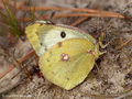 Weißklee- / Hufeisenklee-Gelbling (Artkomplex Colias-hyale-alfacariensis), Weibchen - DE (NI)