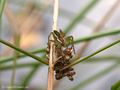 Gerandete Jagdspinne (Dolomedes fimbriatus), Jungtier - SE (Hallands län)