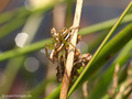 Gerandete Jagdspinne (Dolomedes fimbriatus), Jungtier - SE (Hallands län)