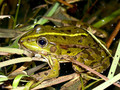 Wasserfrosch (Pelophylax spec.) - DE (MV)
