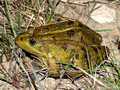 Wasserfrosch (Pelophylax spec.) - DE (SH)