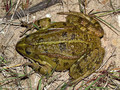 Wasserfrosch (Pelophylax spec.) - DE (SH)