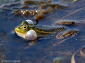 Wasserfrosch (Pelophylax spec.) - DE (HH)