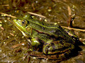 Wasserfrosch (Pelophylax spec.) - DE (HH)