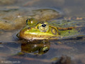 Wasserfrosch (Pelophylax spec.) - DE (MV)