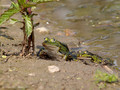 Wasserfrosch (Pelophylax spec.) - DE (MV)