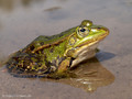 Wasserfrosch (Pelophylax spec.) - DE (MV)