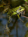 Wasserfrosch (Pelophylax spec.) - DE (MV)