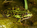 Wasserfrosch (Pelophylax spec.) - DE (MV)