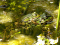 Wasserfrosch (Pelophylax spec.), Paar beim Ablaichen - DE (MV)