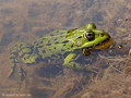 Wasserfrosch (Pelophylax spec.) - DE (MV)