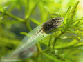 Wasserfrosch (Pelophylax spec.), Kaulquappe ca. 2 Wochen alt - DE (MV)
