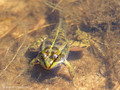 Wasserfrosch (Pelophylax spec.), während der Metamorphose - DE (HH)