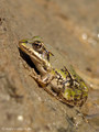 Wasserfrosch (Pelophylax spec.), Jungtier - DE (MV)