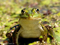 Wasserfrosch (Pelophylax spec.) - DE (MV)