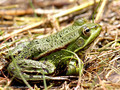 Wasserfrosch (Pelophylax spec.) - DE (HH)