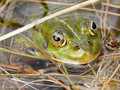 Wasserfrosch (Pelophylax spec.) - DE (HH)
