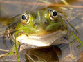 Wasserfrosch (Pelophylax spec.) - DE (HH)