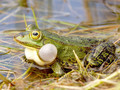 Wasserfrosch (Pelophylax spec.) - DE (HH)