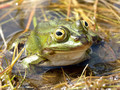 Wasserfrosch (Pelophylax spec.) - DE (HH)