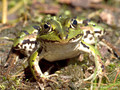 Wasserfrosch (Pelophylax spec.) - DE (HH)