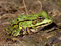 Wasserfrosch (Pelophylax spec.) - DE (HH)