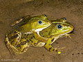 Wasserfrosch (Pelophylax spec.), Paar im Amplexus (Umklammerung) - DE (MV)