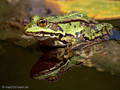 Wasserfrosch (Pelophylax spec.) - DE (HH)