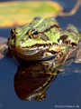 Wasserfrosch (Pelophylax spec.) - DE (HH)