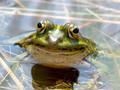 Wasserfrosch (Pelophylax spec.) - DE (HH)