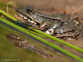 Wasserfrosch (Pelophylax spec.) - DE (HH)