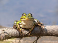 Wasserfrosch (Pelophylax spec.) - DE (HH)