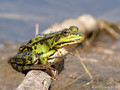 Wasserfrosch (Pelophylax spec.) - DE (HH)