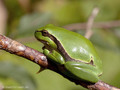 Europäischer Laubfrosch (Hyla arborea), Jungtier - DE (MV)