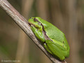 Europäischer Laubfrosch (Hyla arborea) - DE (MV)