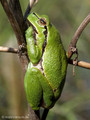 Europäischer Laubfrosch (Hyla arborea) - DE (MV)
