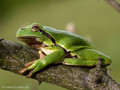 Europäischer Laubfrosch (Hyla arborea) - DE (MV)