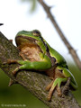 Europäischer Laubfrosch (Hyla arborea) - DE (MV)
