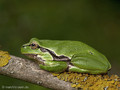 Europäischer Laubfrosch (Hyla arborea) - DE (MV)