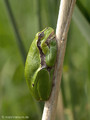 Europäischer Laubfrosch (Hyla arborea) - DE (MV)