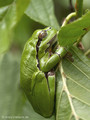 Europäischer Laubfrosch (Hyla arborea) - DE (MV)