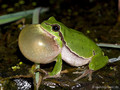 Europäischer Laubfrosch (Hyla arborea), Männchen mit Schallblase - DE (MV)