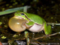 Europäischer Laubfrosch (Hyla arborea) - DE (MV)