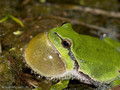 Europäischer Laubfrosch (Hyla arborea) - DE (MV)